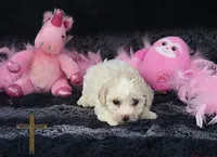 Rose, a female Poodle - Toy  for sale in Binger, OK – 3 of 4