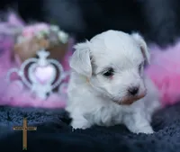 Pearl , a female Maltese for sale in Binger, OK – 3 of 4