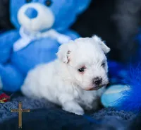 Prince , a male Maltese for sale in Binger, OK – 2 of 6