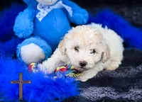 Felix , a male Poodle - Toy  for sale in Binger, OK – 2 of 4