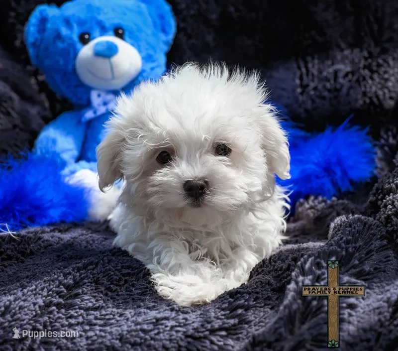 Oliver  – Maltese puppy for sale in Binger, OK