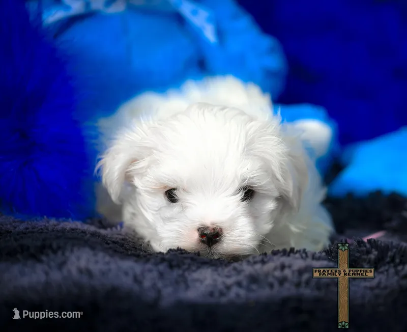 Oliver  – Maltese puppy for sale in Binger, OK