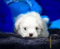 Oliver , a male Maltese for sale in Binger, OK – Photo 4 of 7