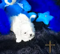 Oliver , a male Maltese for sale in Binger, OK – Photo 7 of 7