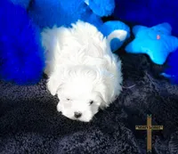 Oliver , a male Maltese for sale in Binger, OK – Photo 5 of 7