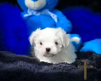 Oliver , a male Maltese for sale in Binger, OK – Photo 6 of 7