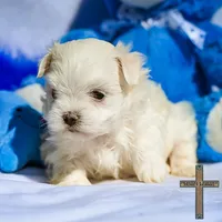 Oliver , a male Maltese for sale in Binger, OK – Photo 1 of 7