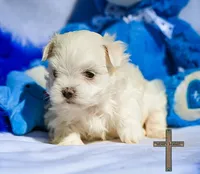 Oliver , a female Maltese for sale in Binger, OK – Photo 1 of 3