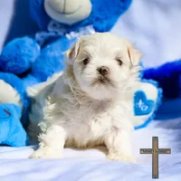 Oliver , a male Maltese for sale in Binger, OK – Photo 2 of 7