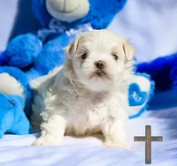 Oliver , a female Maltese for sale in Binger, OK – Photo 2 of 3