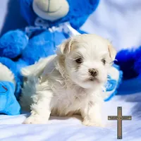 Oliver , a male Maltese for sale in Binger, OK – Photo 3 of 7