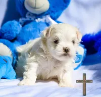 Oliver , a female Maltese for sale in Binger, OK – Photo 3 of 3