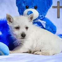 Finley , a male West Highland White Terrier for sale in Binger, OK – Photo 2 of 4