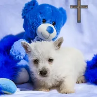 Finley , a male West Highland White Terrier for sale in Binger, OK – Photo 1 of 4