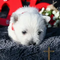 Finley , a male West Highland White Terrier for sale in Binger, OK – Photo 3 of 4
