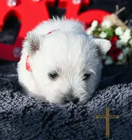 processed/a2435fd7-4b6c-4d6d-b18d-7fcf917d2a95/listing/ef2f180e-ef2c-463a-bb25-0d8e81abf096/d3723678-fcf2-421e-bbfa-a0d9b10f310a