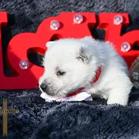 Finley , a male West Highland White Terrier for sale in Binger, OK – Photo 4 of 4