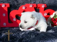 processed/a2435fd7-4b6c-4d6d-b18d-7fcf917d2a95/listing/ef2f180e-ef2c-463a-bb25-0d8e81abf096/e2ee5731-0581-461d-9b08-257b1b6092ff