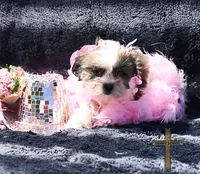Patty, a female Shichon for sale in Binger, OK – 5 of 9