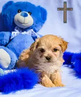 Jasper , a male Maltipoo for sale in Binger, OK – Photo 1 of 2
