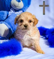 Jasper , a male Maltipoo for sale in Binger, OK – Photo 2 of 2