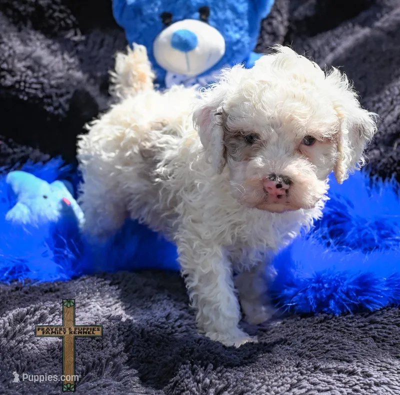 Winston – Cockapoo puppy for sale in Binger, OK