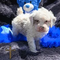 Winston, a male Cockapoo for sale in Binger, OK – Photo 1 of 2