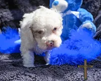 Winston, a male Cockapoo for sale in Binger, OK – Photo 2 of 2