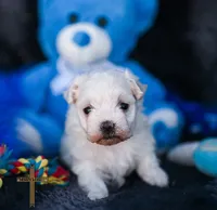 Prince , a male Maltese for sale in Binger, OK – 3 of 6
