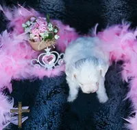 Pearl , a female Maltese for sale in Binger, OK – 2 of 4