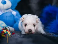 Prince , a male Maltese for sale in Binger, OK – 6 of 6