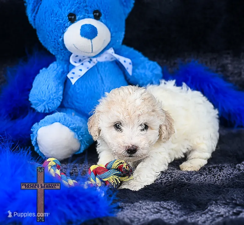 Felix  – Poodle - Toy  puppy for sale in Binger, OK