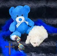 Snow, a male Poodle - Toy  for sale in Binger, OK – 4 of 5
