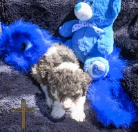 Teddy, a male Cockapoo for sale in Binger, OK – Photo 4 of 4