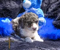 Teddy, a male Cockapoo for sale in Binger, OK – Photo 2 of 4
