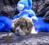 Teddy, a male Cockapoo for sale in Binger, OK – Photo 3 of 4