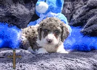 Teddy, a male Cockapoo for sale in Binger, OK – Photo 1 of 4