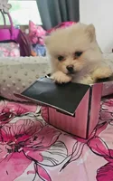 Micro Daisy💛, a female Pomeranian for sale in Denver, CO – 3 of 7