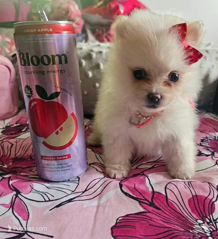 Micro Daisy💛 – Pomeranian puppy for sale in Denver, CO