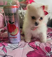 Micro Daisy💛, a female Pomeranian for sale in Denver, CO – 1 of 7