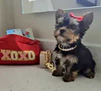 Candy, a female Yorkshire Terrier for sale in Dallas, TX – 4 of 6