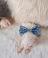 Dwight , a male Yorkshire Terrier and Poodle - Toy  for sale in Denver, CO – 3 of 3