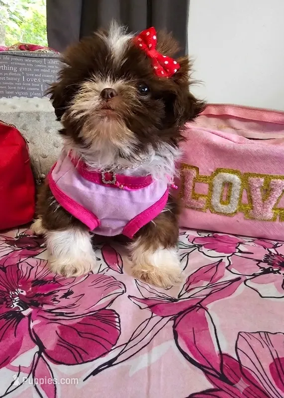 Sasha❤️ – Shih Tzu puppy for sale in Denver, CO