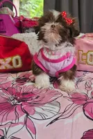 Sasha❤️, a female Shih Tzu for sale in Denver, CO – 2 of 6