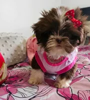 Sasha❤️, a female Shih Tzu for sale in Denver, CO – 1 of 6
