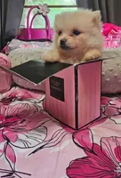 Micro Daisy💛, a female Pomeranian for sale in Denver, CO – 7 of 7