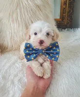 Dwight , a male Yorkshire Terrier and Poodle - Toy  for sale in Denver, CO – 2 of 3