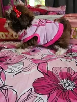Sasha❤️, a female Shih Tzu for sale in Denver, CO – 6 of 7