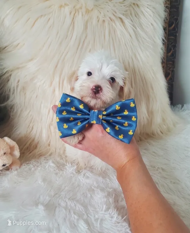 Dwight  – Yorkshire Terrier, Poodle - Toy  puppy for sale in Denver, CO