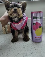 Candy, a female Yorkshire Terrier for sale in Dallas, TX – 2 of 6